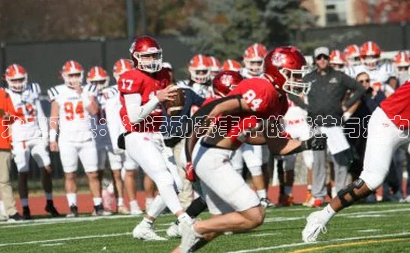 犬王对决：狗运动赛事中的竞技与魅力