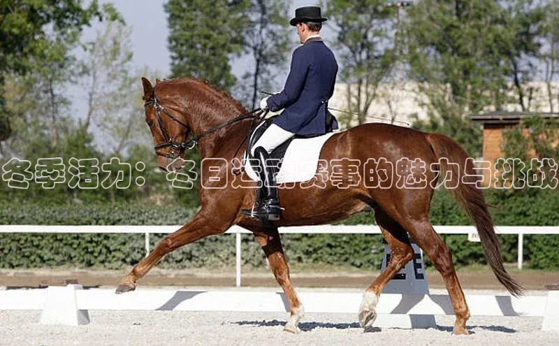 冬季活力：冬日运动赛事的魅力与挑战